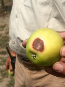 Sunburnt apple